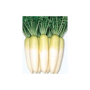 サカタのタネ（サカタノタネ） 大根 天宝 20ml （株）サカタのタネ