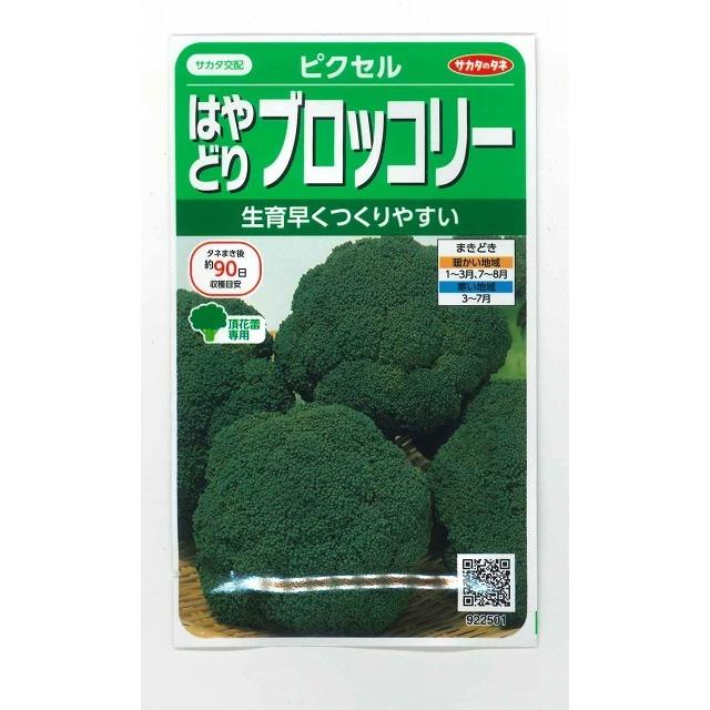 サカタのタネ（サカタノタネ） ブロッコリー ピクセル 約100粒 （株