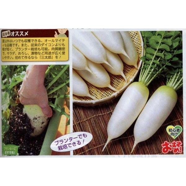 大根 三太郎 7ml タキイ種苗（株） DF : グリーンロフトネモト - 通販