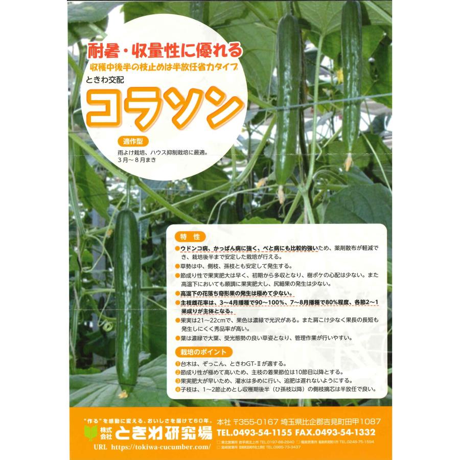 きゅうり コラソン 350粒（株）ときわ研究場 : グリーンロフトネモト