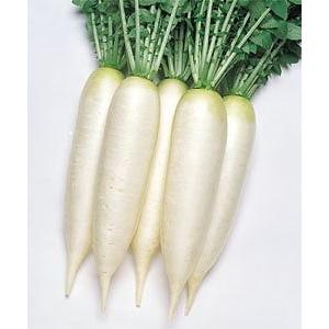 大根 大師 7ml タキイ種苗（株） DF : グリーンロフトネモト - 通販