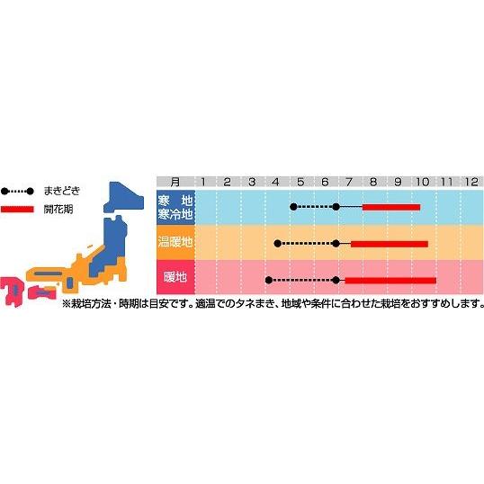 花の種 るこう朝顔 約22粒 サカタのタネ 実咲150 2765 グリーンロフトネモト 通販 Yahoo ショッピング