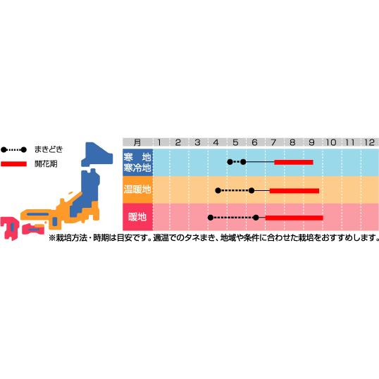 花の種 ホウセンカ カメリア咲き混合 小袋 サカタのタネ 実咲150 27 グリーンロフトネモト 通販 Yahoo ショッピング
