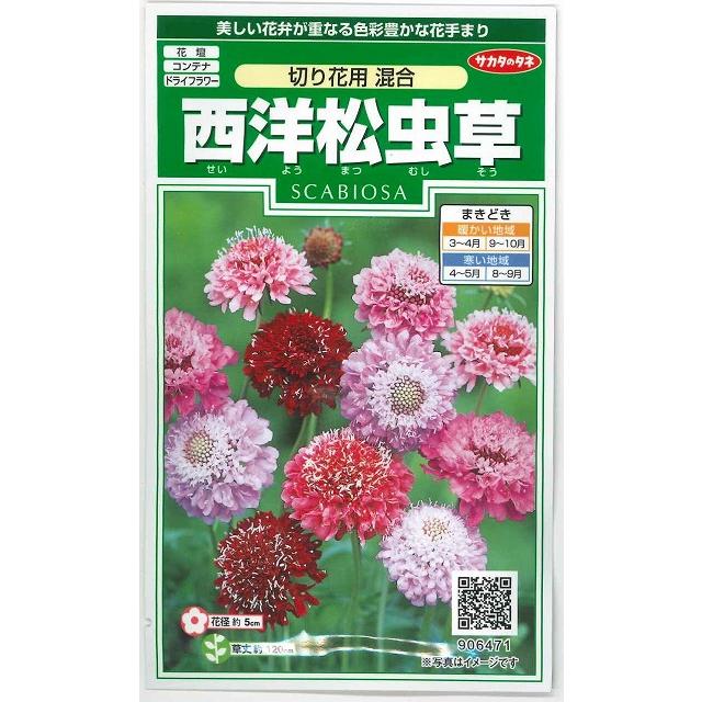 花の種 西洋松虫草 切り花用混合　約43粒　サカタのタネ（実咲200）