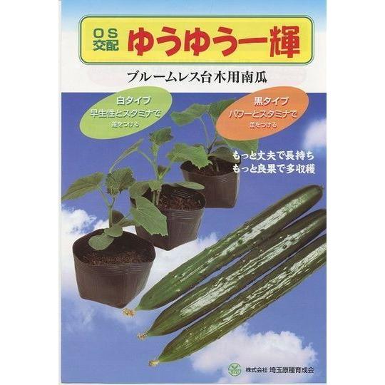 台木(きゅうり用) OS交配ゆうゆう一輝(黒種) 350粒 埼玉原種 台木(きゅうり用) OS交配ゆうゆう一輝(黒種) 350粒 埼玉原種