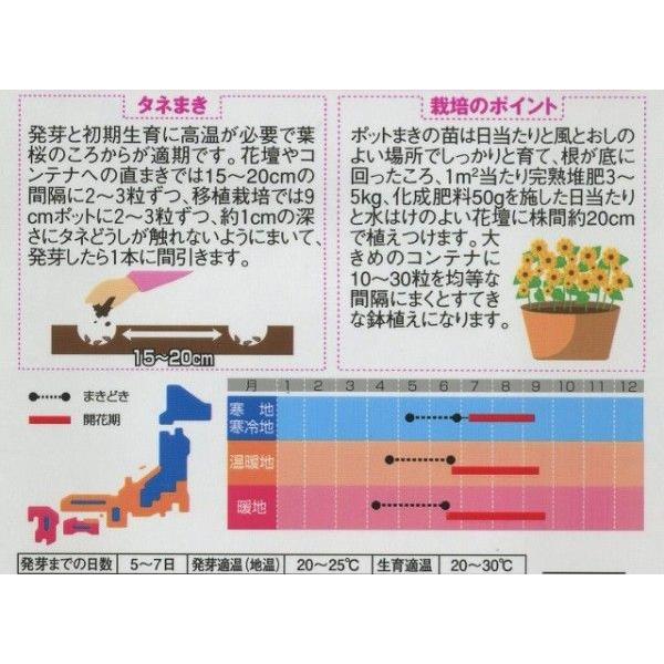 花の種 ミニひまわり ジュニア 値引き 実咲300 15粒 サカタのタネ