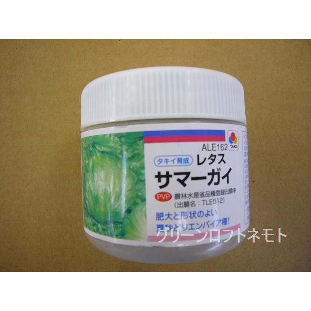 レタス サマーガイ ペレット種子5000粒 タキイ種苗（株）