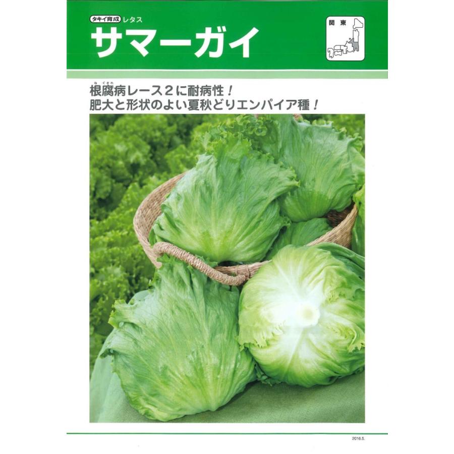 ヒートガイ レタスの種子 コート5000粒×3個 【公式通販】