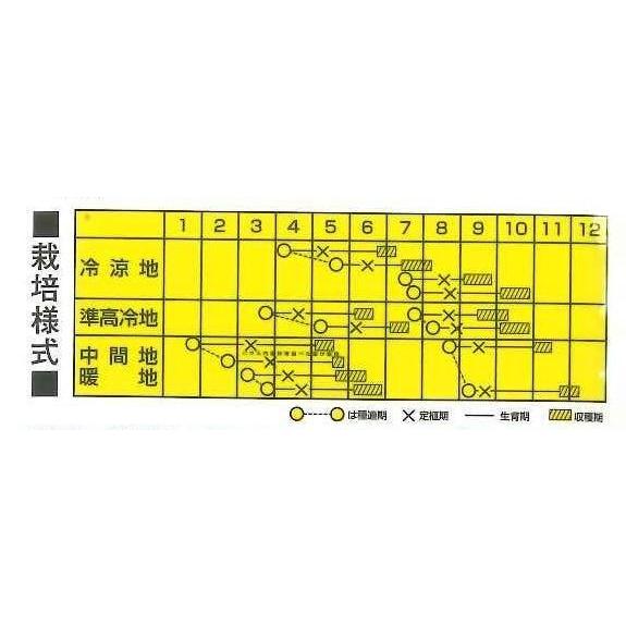 レタス ヴィレタス ペレット種子5000粒 カネコ種苗（株） : グリーン