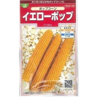 とうもろこし ポップコーン イエローポップ 小袋 実咲 サカタのタネ 3879 グリーンロフトネモト 通販 Yahoo ショッピング