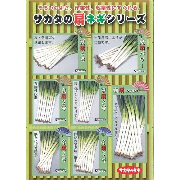 ねぎ 夏扇4号 1dl(裸種子) （株）サカタのタネの画像