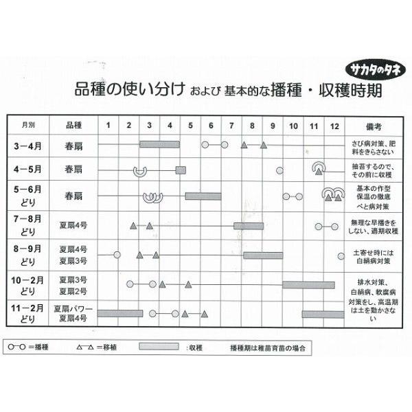 ねぎ 夏扇4号 1dl(裸種子) （株）サカタのタネの画像