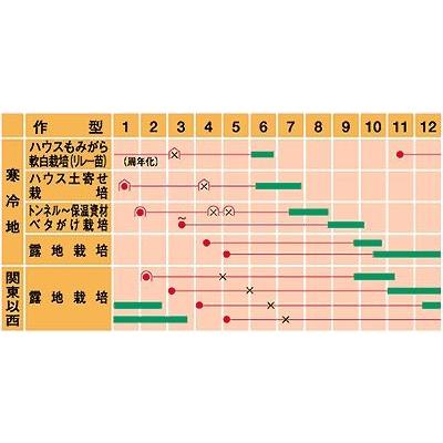 ねぎ 元蔵20ml（株）武蔵野種苗園 : グリーンロフトネモト - 通販