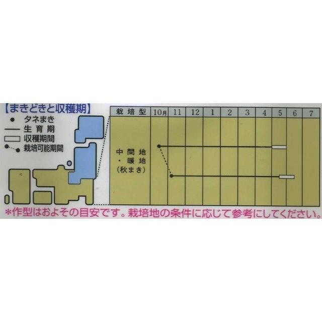 豆類　グリーンピース　久留米豊　18ｍｌ　タキイ種苗（株）　ＧＦ｜green-loft｜02