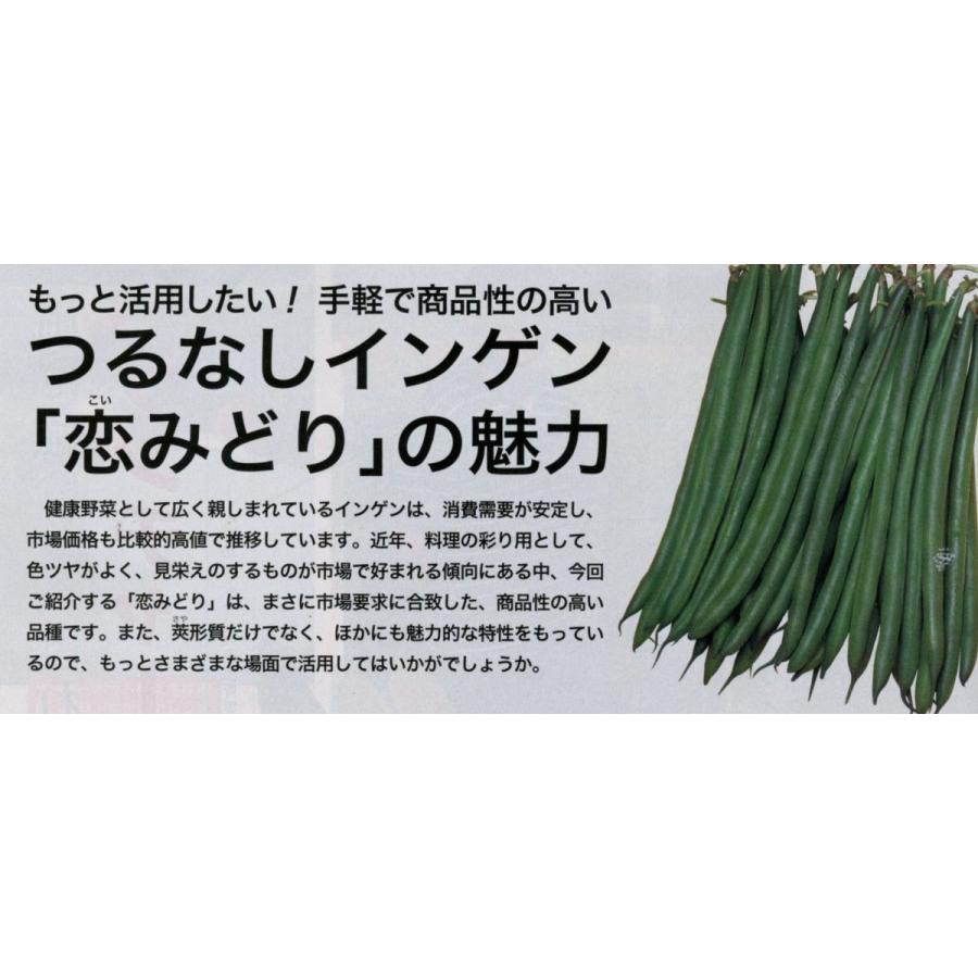 豆類 いんげん 恋みどり 1dl タキイ交配 根菜、豆類、もやし 種 野菜たね ヨーロッパ野菜 菜類 エルバステラ 1袋(2ml) 野菜たね YTC67
