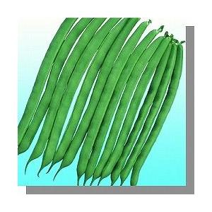 いんげん スーパーステイヤー 1L (10％増量)ヴィルモランみかど（株