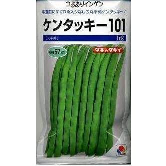 豆類　いんげん　ケンタッキー101（2024年5％増量）　1dlタキイ種苗（株）｜green-loft