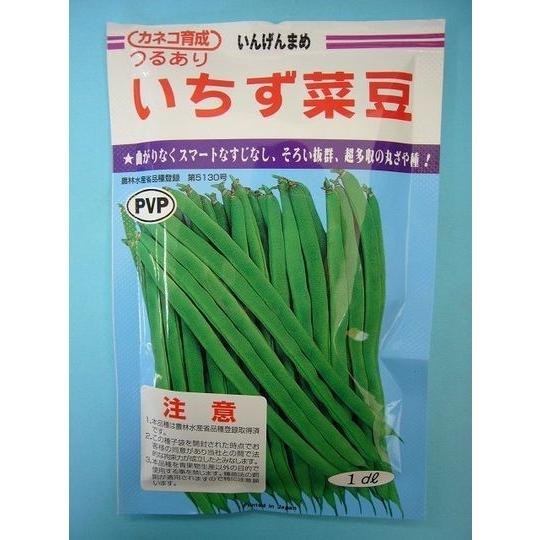 豆類　いんげん　いちず菜豆　200粒　カネコ育成｜green-loft