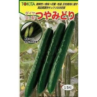 きゅうり つやみどり 15粒 トキタ種苗 : グリーンロフトネモト - 通販