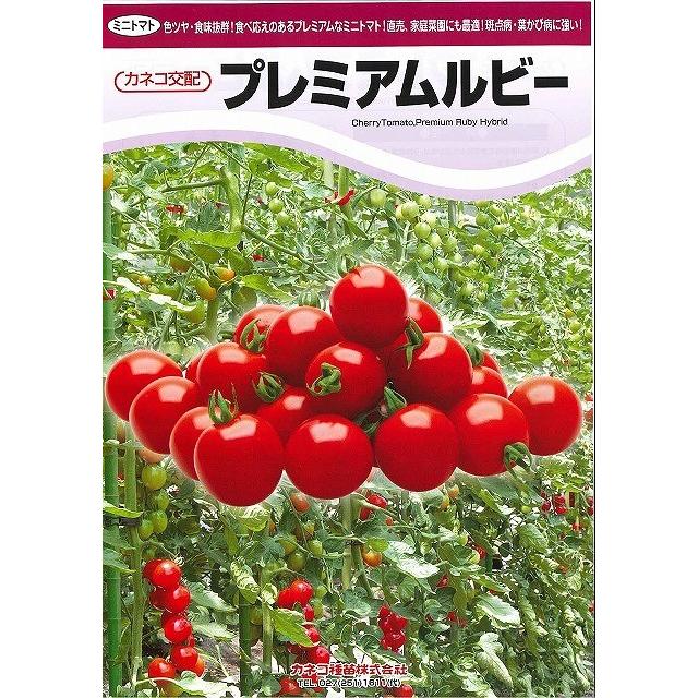 トマト ミニトマト プレミアムルビー 100粒 カネコ種苗（株