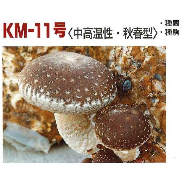 きのこ菌 しいたけ菌 KM-11号（秋春型） 500駒 加川椎茸（株
