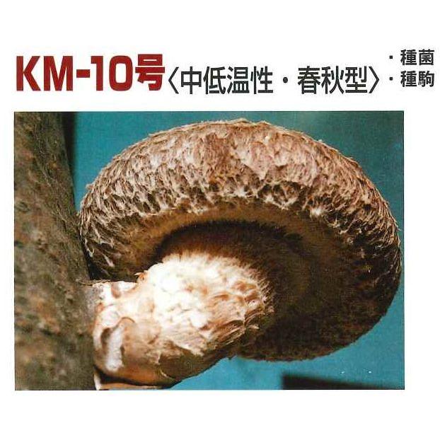 きのこ菌 しいたけ菌 KM-10号（春秋） 500駒 加川椎茸（株