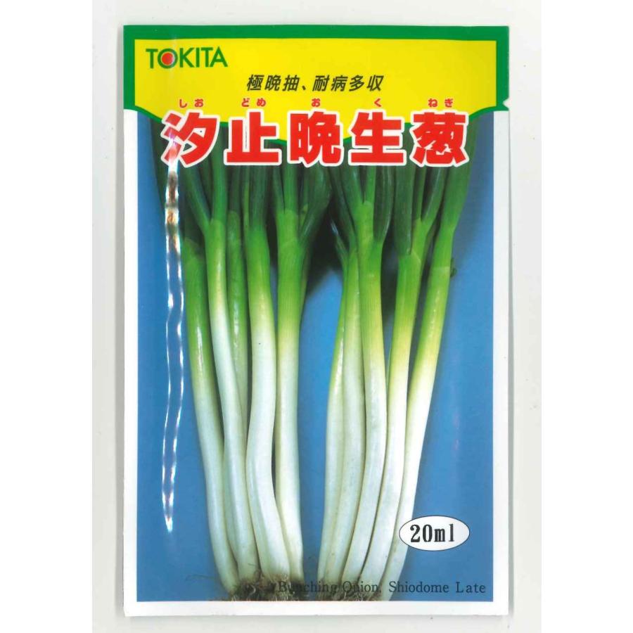 ねぎ 汐止晩生葱 20ml トキタ種苗 : グリーンロフトネモト - 通販