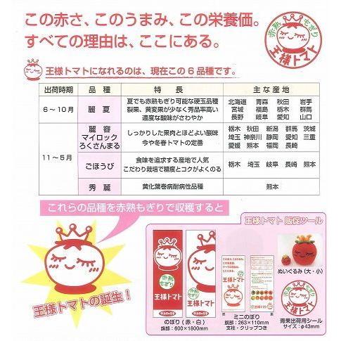大玉 トマト 麗容 1000粒 （株）サカタのタネ_3