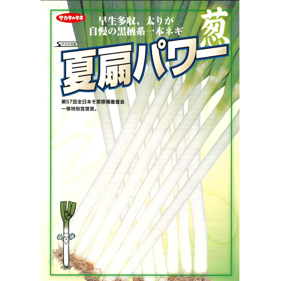サカタのタネ（サカタノタネ） ねぎ 夏扇パワー ペレット種子 6000粒