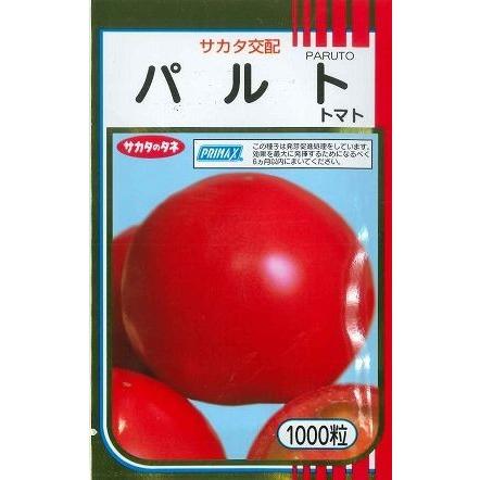 プッチトマト★ 丸種 ミニトマト ぷちっ娘オレンジ 500粒 果菜