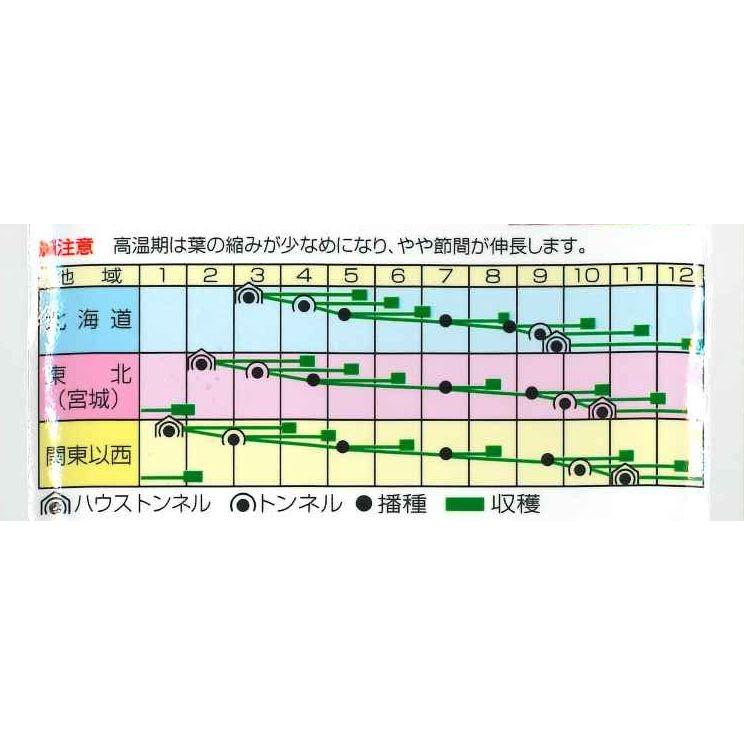 小松菜 ちぢみこまつ菜 20ml(約4900粒) （株）渡辺採種場 : グリーン