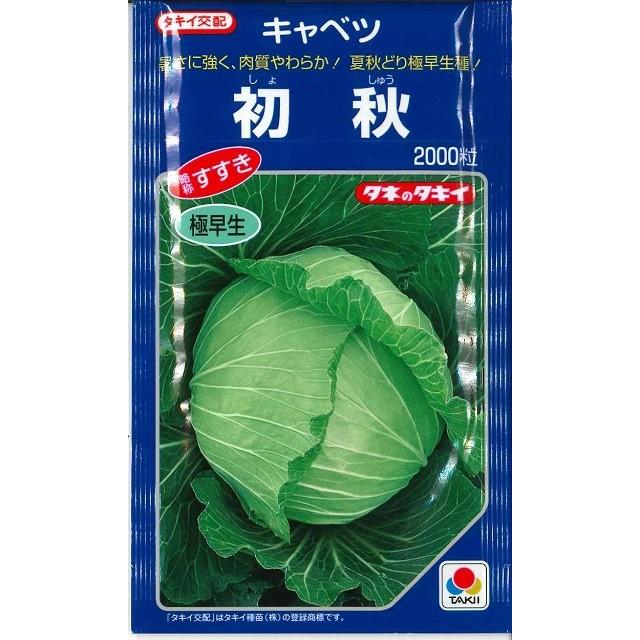 キャベツ様 キャベツ 初秋 2000粒 タキイ種苗（株） : グリーンロフトネモト