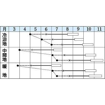 キャベツ 初秋 2000粒 タキイ種苗（株） : グリーンロフトネモト