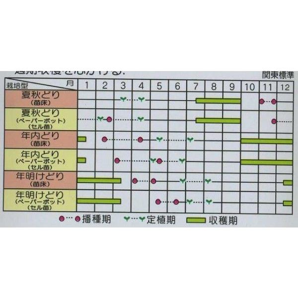 ねぎ 夏扇パワー 1dl (裸種子)（株）サカタのタネの画像