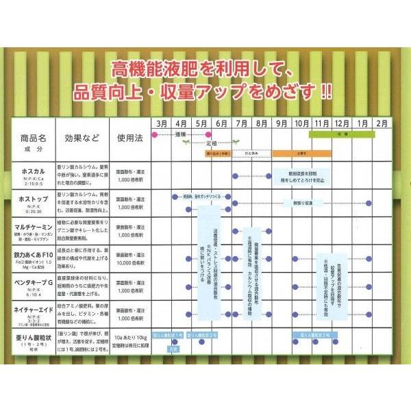 ねぎ 夏扇パワー 1dl (裸種子)（株）サカタのタネの画像