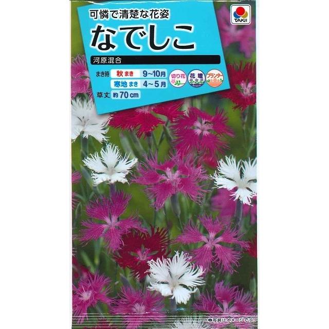 花の種なでしこ 河原混合 タキイ交配（ＮＬ150） :601:グリーンロフトネモト - 通販 - Yahoo!ショッピング