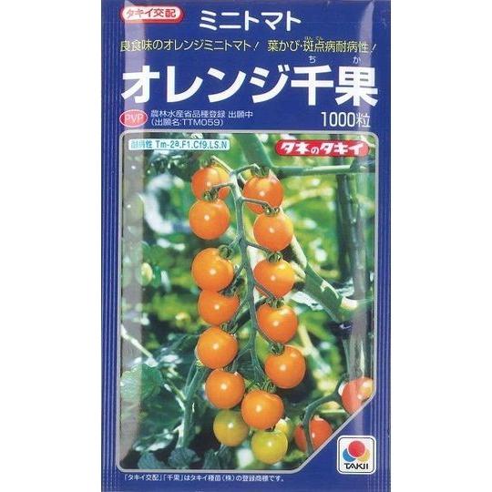 トマト ミニトマト オレンジ千果 1000粒 タキイ種苗（株） : グリーン