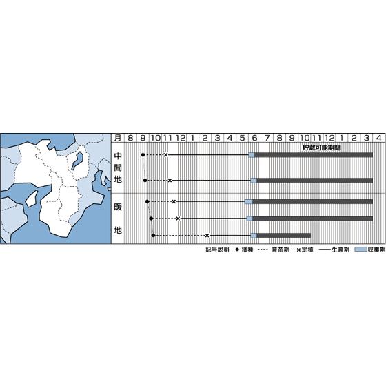 【今期品薄】ネオアース　2dl 玉ねぎ　種 Amazon.co.jp: タマネギ 種子 ネオアース 中晩生種 玉ねぎ (2.2ml