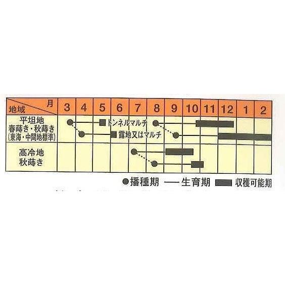 大根 紅くるり 2dl 松永種苗（株）の画像