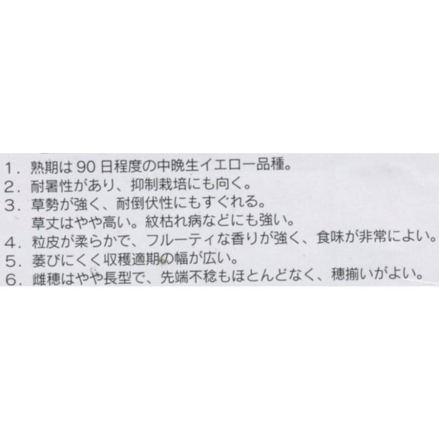 サカタのタネ（サカタノタネ） とうもろこし ゴールドラッシュ90 2000