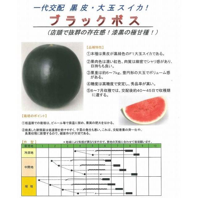 スイカ種 ブラックボス 黒皮大玉西瓜 10粒 タカヤマ交配 グリーンロフトネモト 通販 Yahoo ショッピング