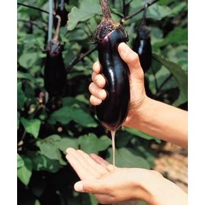 なす みず茄 2000（株）粒 タキイ種苗 : グリーンロフトネモト - 通販