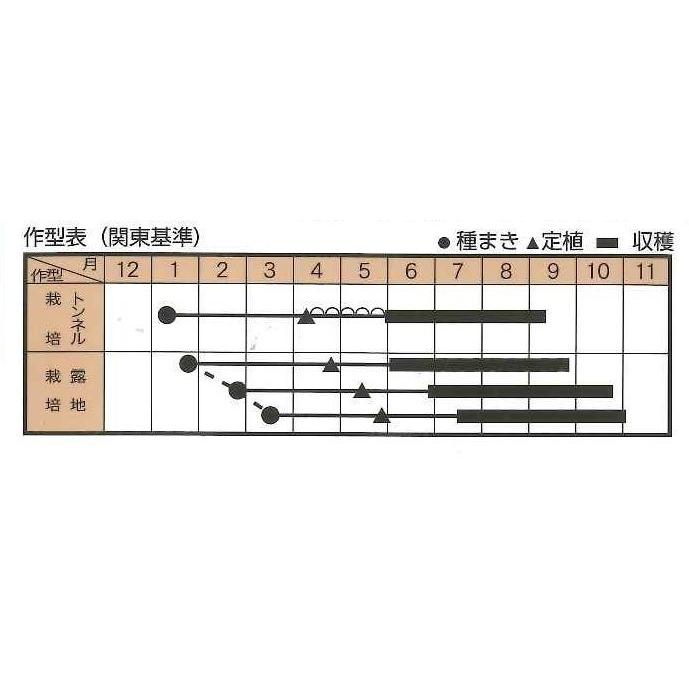 なす　とろーり旨なす（揚げてトルコ）　20粒　トキタ種苗（株）｜green-loft｜02