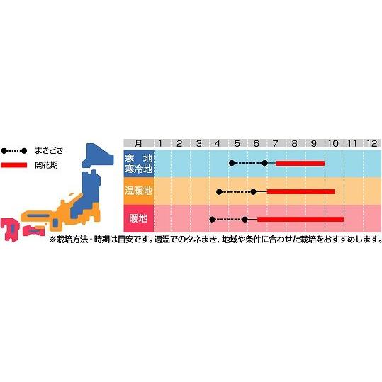 花の種百日草 ジニア 極小 切り花用 ミニポンポンミックス 約29粒 サカタのタネ 実咲0 8028 グリーンロフトネモト 通販 Yahoo ショッピング