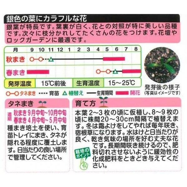 花の種 ガザニア タレントミックス 0 2ｍl タキイ種苗 ｎｌ300 グリーンロフトネモト 通販 Yahoo ショッピング