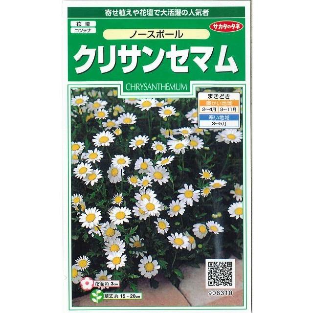 サカタのタネ（サカタノタネ） 花の種 クリサンセマム ノースポール 約