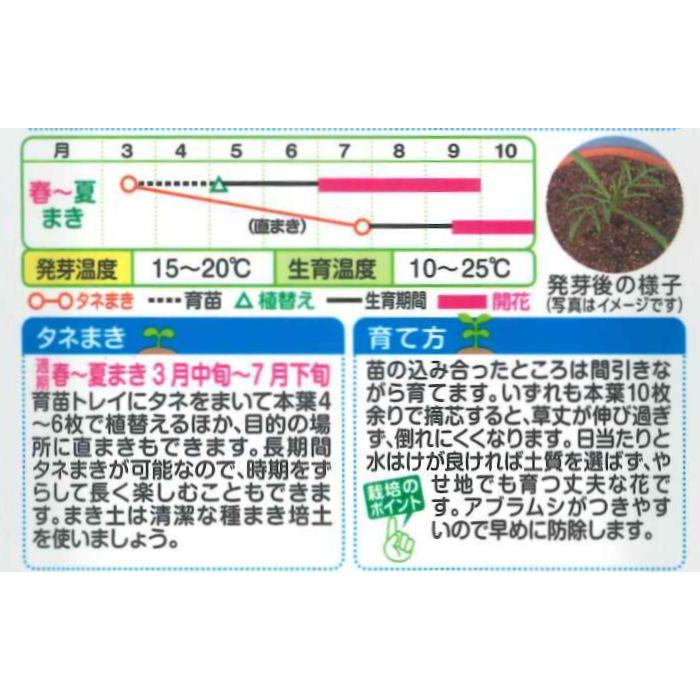 花の種 お徳用パックコスモス畑 センセーション混合 タキイ種苗（株