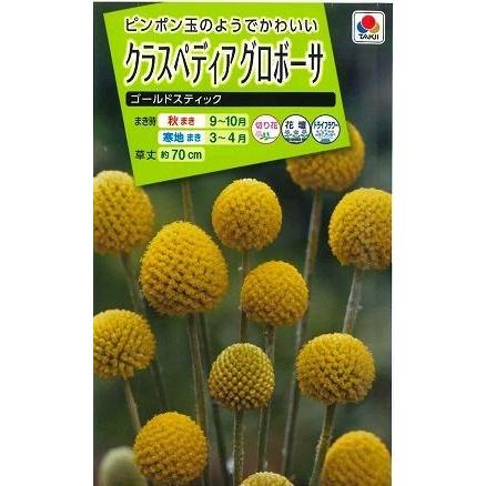 花の種 クラスペディアグロボーサ ゴールドスティック 0.1ml タキイ
