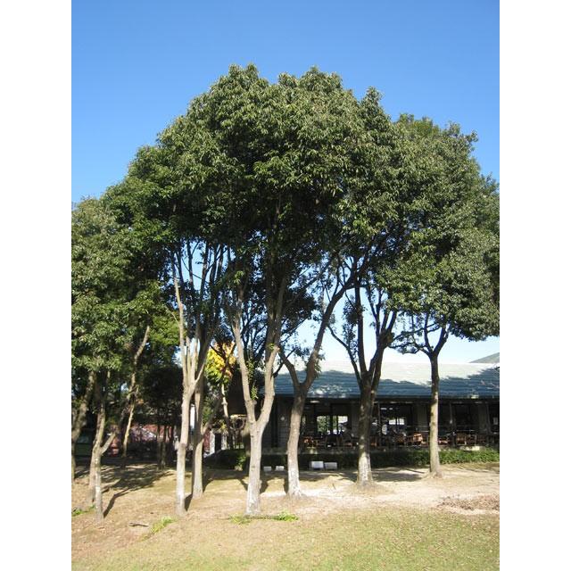 アラカシ単木 1 5m露地 1本 1年間枯れ保証 生垣樹木 トオヤマグリーン 通販 Yahoo ショッピング