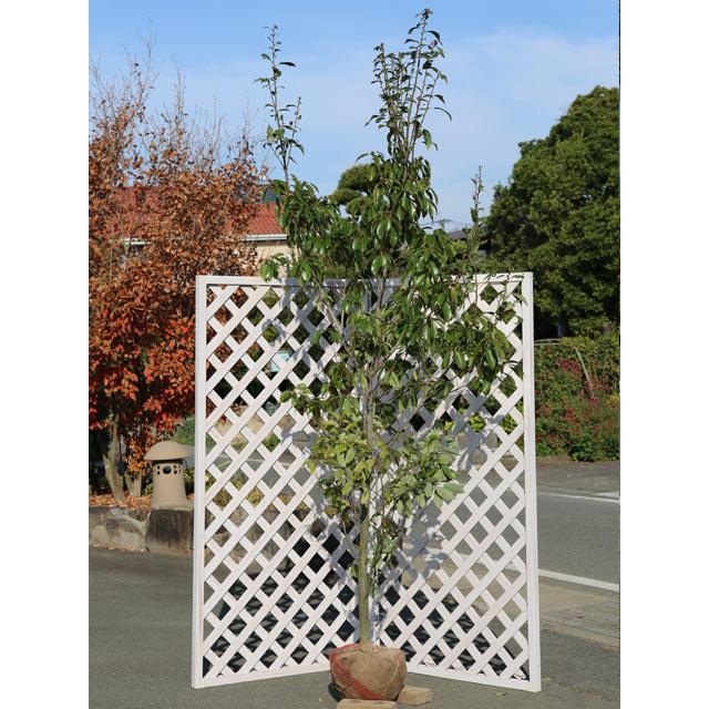 最高級のスーパー アラカシ単木 送料無料 2 5m露地 送料無料 シンボルツリー常緑 常緑樹 1年間枯れ保証 2本セット 1年間枯れ保証 トオヤマグリーン 常緑樹